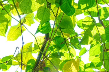 Fototapeta na wymiar Macro detail of green leaf texture. Close up beautiful leaves pattern.
