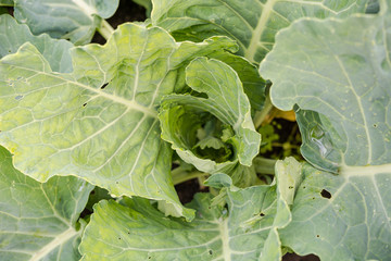 cabbage leaves. cabbage in the garden. head of cabbage. green vegetables. fresh food.