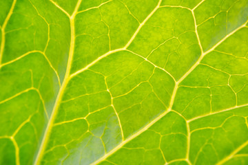 cabbage leaf structure. cabbage leaves close-up. cabbage leaf in the sun. vegetables in the garden.