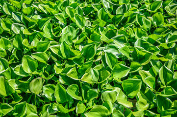 Fototapeta premium Macro detail of green leaf texture. Close up beautiful leaves pattern.