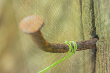 Abstract soft blurred the spiral vine and treetop of green plant attached to a rusty nail on the old wood with the blurred spider, gossamer, web foreground.