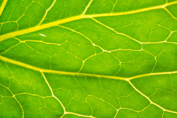 cabbage leaf structure. cabbage leaves close-up. cabbage leaf in the sun. vegetables in the garden.