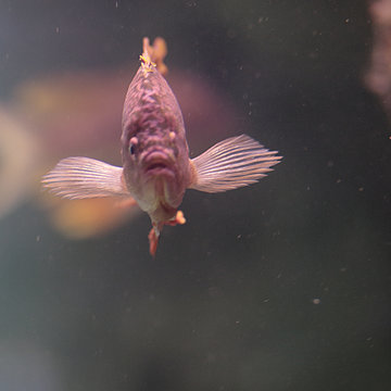 Poisson Aquarium La Rochelle