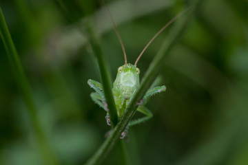 Pequeño saltamontes de color verde sujeto a dos briznas de hierba. Foto macro.