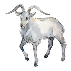 Goat farm animal isolated. Watercolor background illustration set. Isolated goat illustration element.