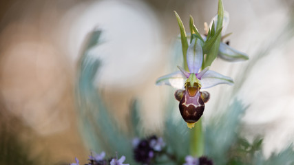 Pequeña orquídea salvaje, ophrys scolopax tomada en el norte de España.