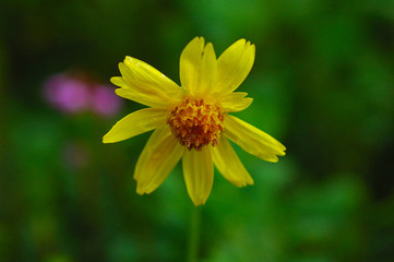 Again some wildflower macro