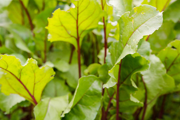 Fototapeta na wymiar beetroot leaf. beets growing in the garden. leaf closeup. beetroot leaf background. autumn vegetables