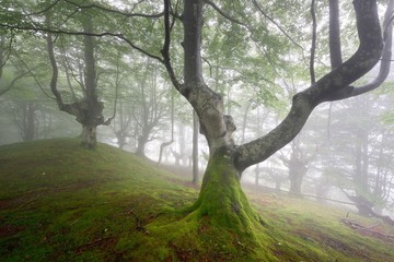 Bosque de hayas trasmochas en el parque Natural del Gorbea, envuelto en un ambiente misterioso y de ensoñación que aporta la niebla entre los arboles, en Bizkaia, Euskadi Basque Country, España