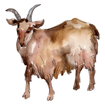 Goat farm animal isolated. Watercolor background illustration set. Isolated goat illustration element.