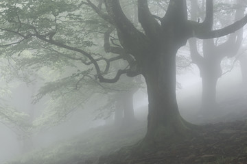 Bosque de hayas trasmochas en el parque Natural del Gorbea, envuelto en un ambiente misterioso y de ensoñación que aporta la niebla entre los arboles, en Bizkaia, Euskadi Basque Country, España