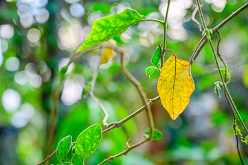 Macro detail of green leaf texture. Close up beautiful leaves pattern.