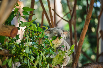 Baby koala climbing and eating around a tree with eucalyptus leaves