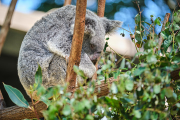 Baby koala climbing and eating around a tree with eucalyptus leaves