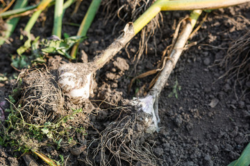 heads of garlic. garlic background. dig out garlic from the ground. autumn harvest. grow garlic in the country. to dry the dug garlic.