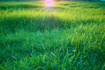 Close up green grass field with blur park background,Spring and summer concept