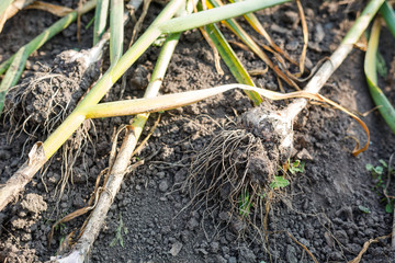 heads of garlic. garlic background. dig out garlic from the ground. autumn harvest. grow garlic in the country. to dry the dug garlic.