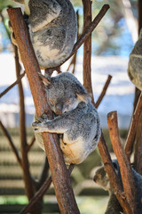 Baby koala climbing and eating around a tree with eucalyptus leaves
