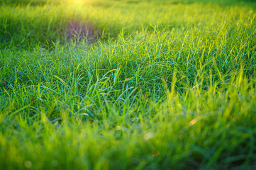 Close up green grass field with blur park background,Spring and summer concept