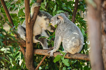 Baby koala climbing and eating around a tree with eucalyptus leaves
