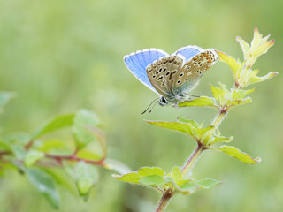 POLYOMMATUS ICARUS