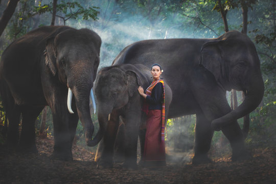 A mahout beautiful girl with her large elephant  herd in the forest.