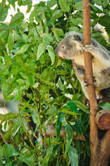 Baby koala climbing and eating around a tree with eucalyptus leaves