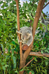 Baby koala climbing and eating around a tree with eucalyptus leaves