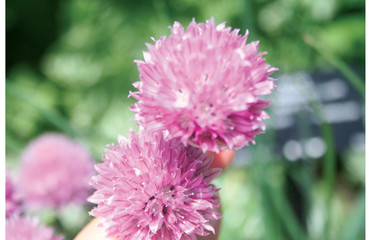 Pink vibrant Flower