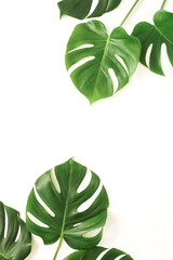 Fototapeta na wymiar tropical green monstera leaves , branches pattern frame isolated on a white background. top view.copy space.abstract.
