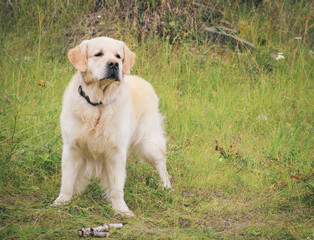 Dog golden retriever. Walk with the dog. Dog in a forest in a summer day.