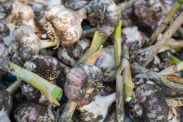 heads of garlic. garlic background. dig out garlic from the ground. autumn harvest. grow garlic in the country. to dry the dug garlic.
