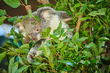 Baby koala climbing and eating around a tree with eucalyptus leaves