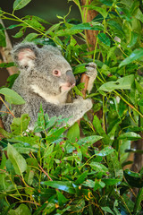 Baby koala climbing and eating around a tree with eucalyptus leaves