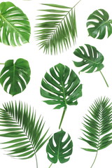 green palm and monstera leaves pattern isolated from white background top view.abstract.