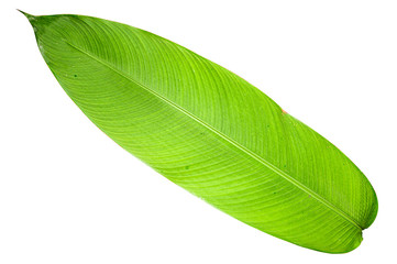  Heliconia variegated leaf isolated on white background with clipping path.