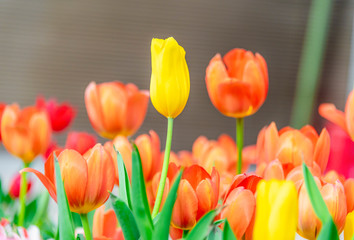 Colorful tulips are blooming in the garden