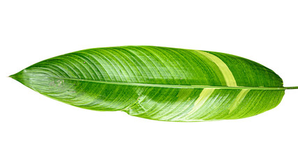 Obraz premium Heliconia variegated leaf isolated on white background with clipping path.