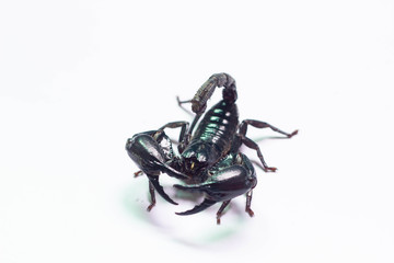 Scorpion in Thailand, white background
