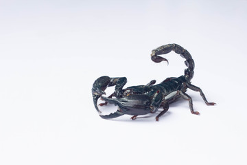 Scorpion in Thailand, white background