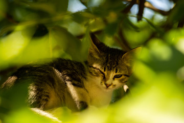 Homeless cat sit on the tree branch, problem with eye, white fur, green background