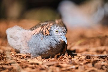 Bar-shouldered Dove sitting on ground closeup