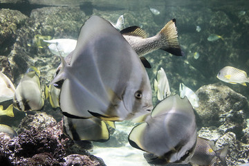 Poissons gris