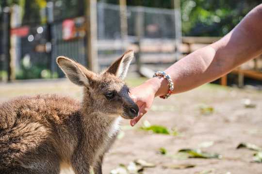 Woman Petting Baby Kangaroo Joey At Wildlife Sanctuary