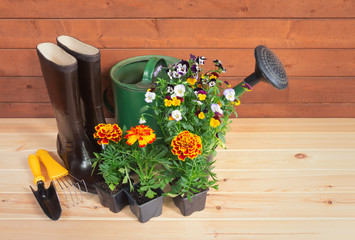 Seedlings of marigold and pansy flowers, rubber boots, gardening tools and watering can on wooden background. View with copy space.