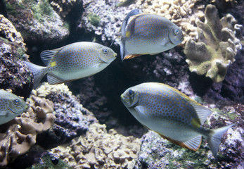 Naklejka na ściany i meble Trois poissons dans un aquarium