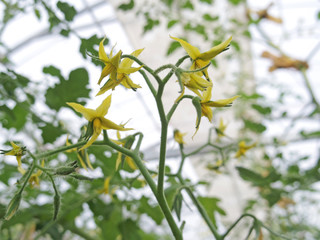 Fototapeta premium Close up of cherry tomato flowers in a greenhouse