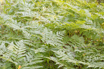 fern grows in the forest. fern leaf close up. fern bush. plant in the forest. rare plant.
