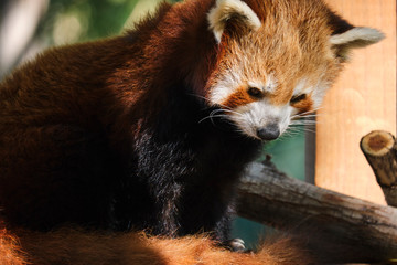 Red panda resting on wooden platform
