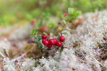 bush with ripe lingonberries